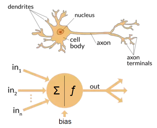 A diagram comparing a biological neuron with an artificial one.